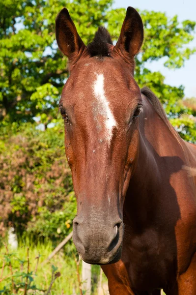 Cara de caballo — Foto de Stock