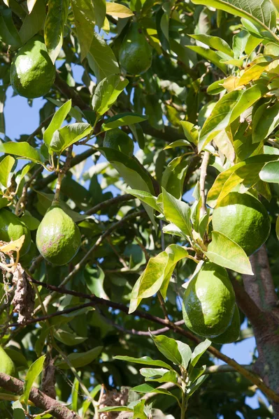 Дерево авокадо — стоковое фото