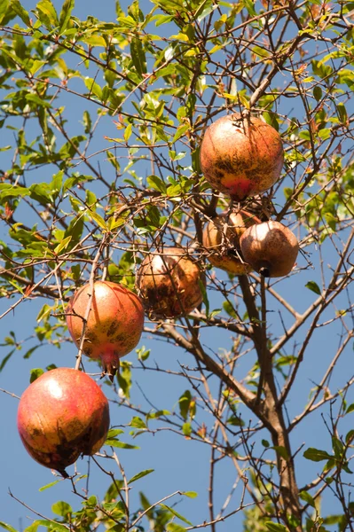 Pomegranade — Stockfoto