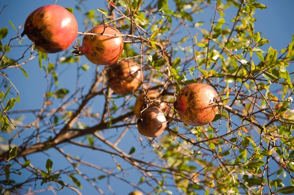 Pomegranade — 스톡 사진