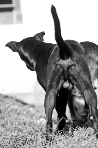 犬 — ストック写真