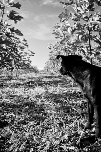 Dog in the plantation — Stock Photo, Image