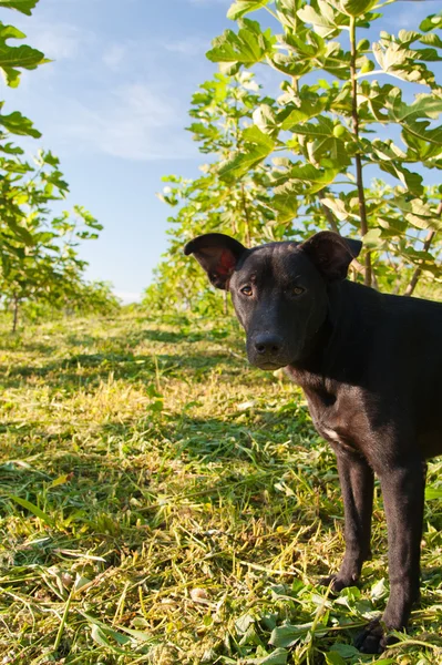 Dog in the plantation — Stock Photo, Image