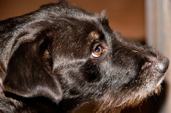 Fekete kutya — Stock Fotó
