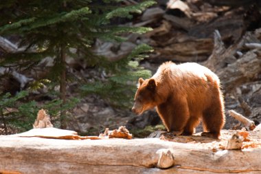 From the Sentinel Dome trail clipart