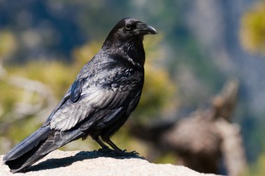 taft point bi