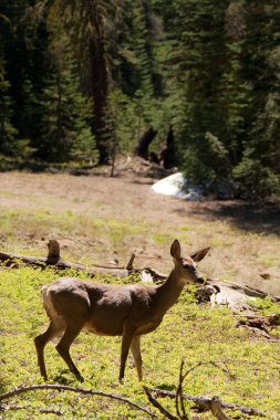 taft point bi