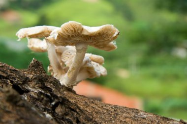 Wild mushrooms clipart