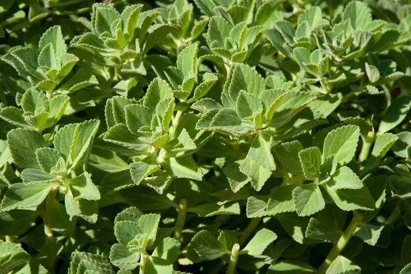 stock image Green Leaves