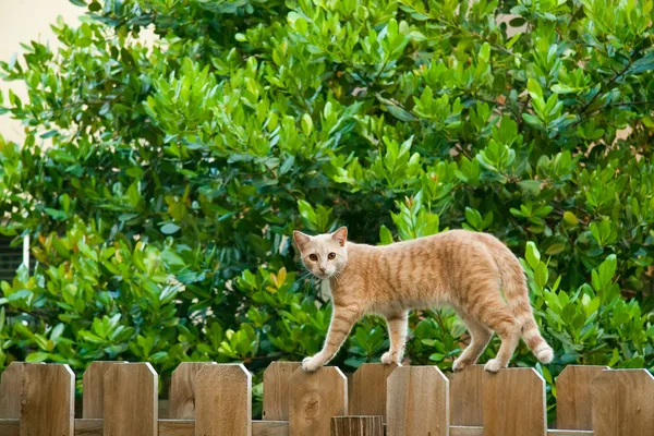 Kočka na plotě — Stock fotografie