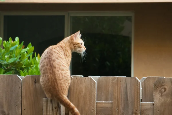 Gato na cerca — Fotografia de Stock