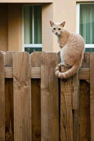 Gato en la cerca — Foto de Stock