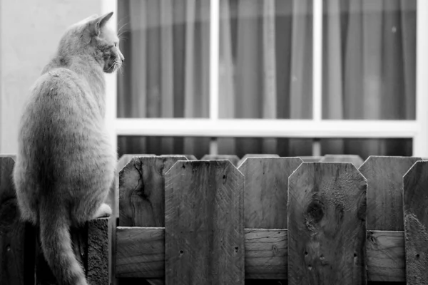 Gato en la cerca — Foto de Stock