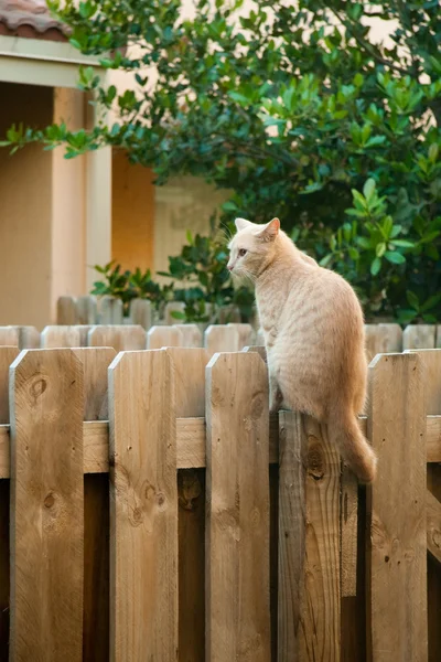 Pisica pe gard — Fotografie, imagine de stoc