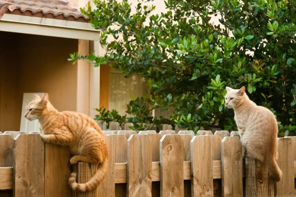 울타리 위에 있는 고양이 — 스톡 사진