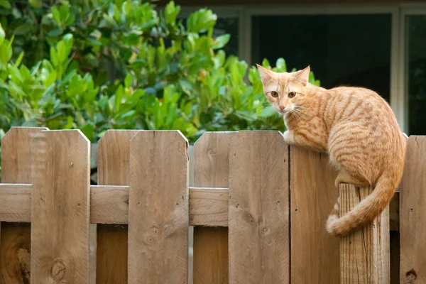Pisica pe gard — Fotografie, imagine de stoc