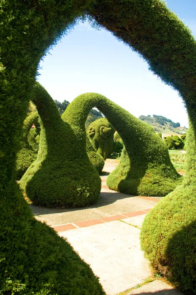 stock image Amazing Gardens