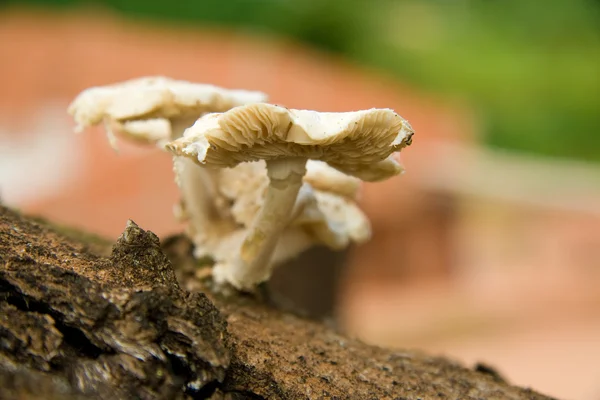 stock image Wild mushrooms