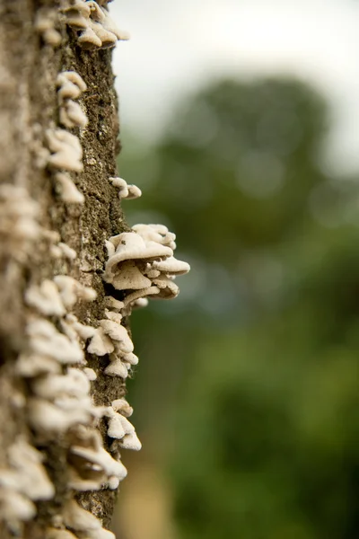 stock image Wild mushrooms