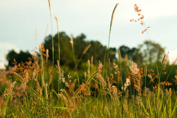 stock image Rural paradise