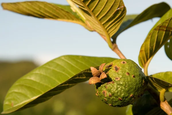 Weinig guava — Stockfoto