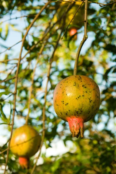 Pomegranade — Φωτογραφία Αρχείου