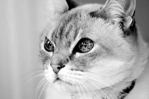 Carino gatto — Foto Stock