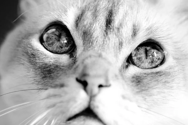 Schattige kat — Stockfoto