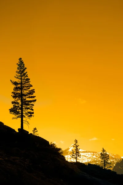 Eenzame boom — Stockfoto