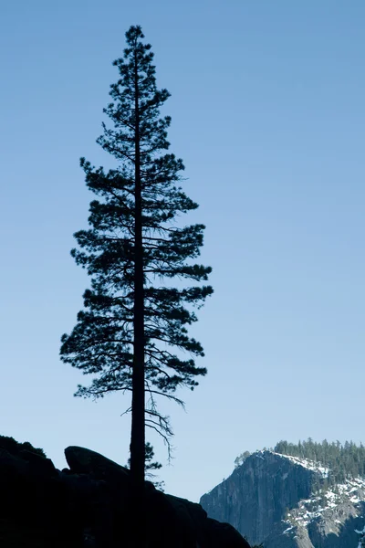 Magányos fa — Stock Fotó
