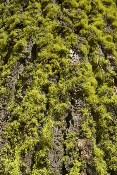 stock image Yosemite Tree