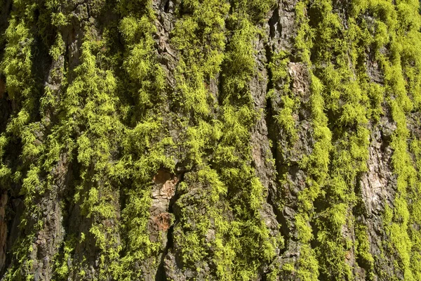 Yosemite-Baum — Stockfoto