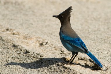 Steller's Jay