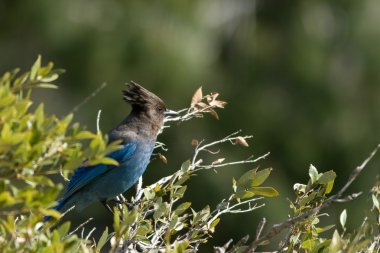 Steller's Jay