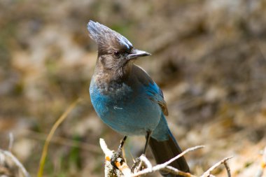 Steller's Jay clipart