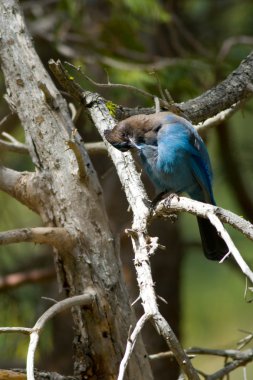 Steller's Jay