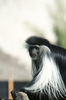 colobus maymun