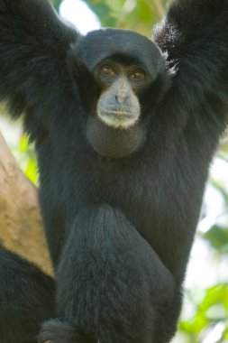 Siamang clipart