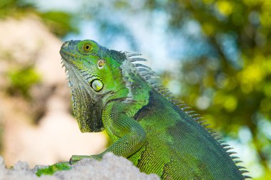 Green Iguana clipart