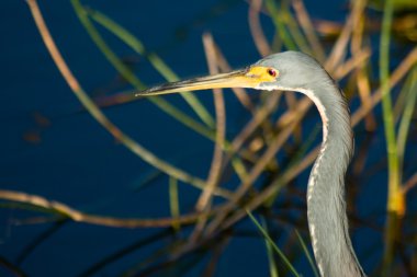 Everglades