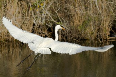 Everglades