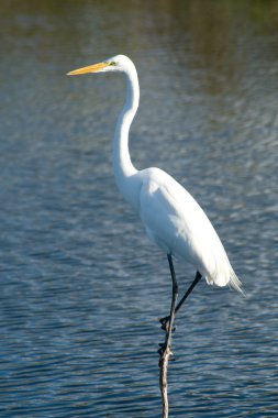 Everglades