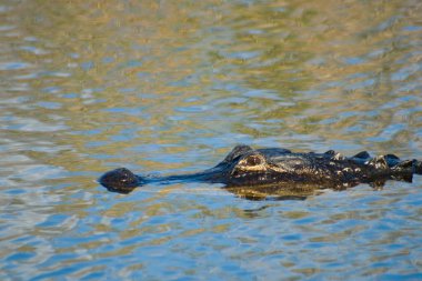 Everglades