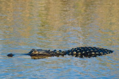 Everglades