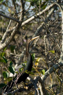 Everglades