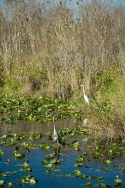 Everglades