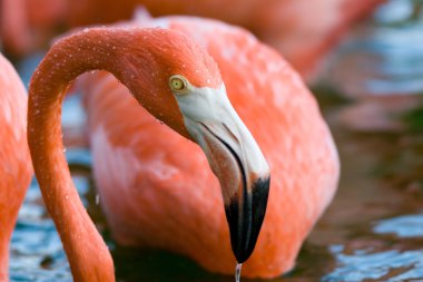 pembe flamingo