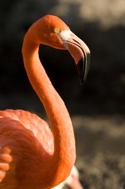 pembe flamingo