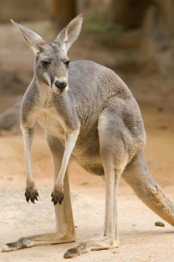 Red Kangaroo clipart