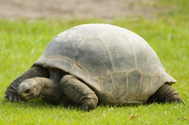 Giant Tortoise clipart